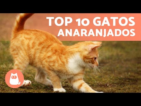 Descubre las maravillosas razas de gatos color naranja y blanco