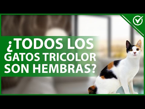 TODOS LOS GATOS SON DE RAZA: Descubre la verdad sobre la genética felina