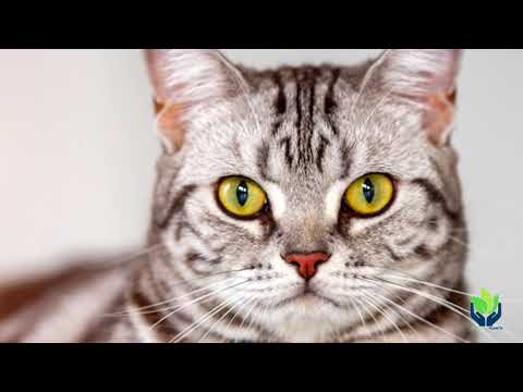 Precio del Gato Americano de Pelo Corto: Descubre las Mejores Ofertas